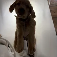 Yellow Collar (Black Hawk), a female Golden Retriever for sale in Black Hawk, CO – Photo 3 of 8