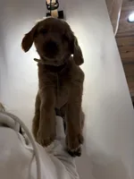 Yellow Collar (Black Hawk), a female Golden Retriever for sale in Black Hawk, CO – Photo 3 of 8