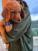 (Tilly) Golden CO, a female Golden Retriever for sale in Black Hawk, CO – 6 of 8