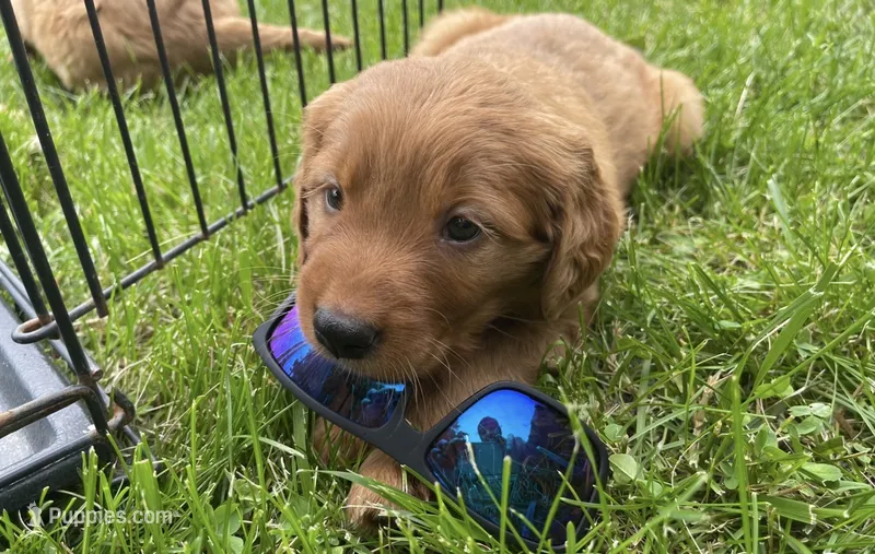 Layla (Red Golden’s)  – Golden Retriever puppy for sale in Black Hawk, CO