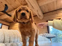 Dark Red Golden’s (Brown Male), a male Golden Retriever for sale in Black Hawk, CO – 1 of 6