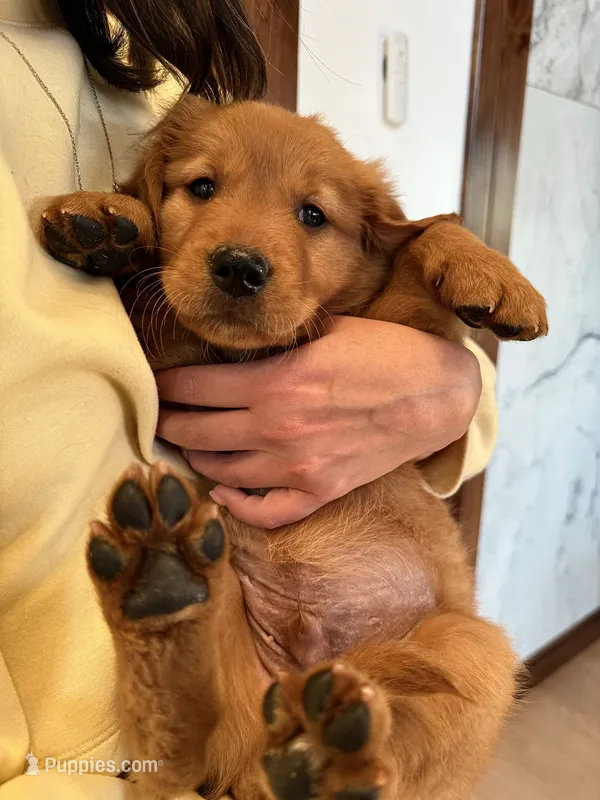 Dark Red Golden’s (Orange Collar) – Golden Retriever puppy for sale in Black Hawk, CO