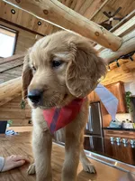 (Pink Collar) Black Hawk, a male Golden Retriever for sale in Black Hawk, CO – 3 of 6