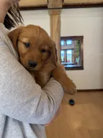 Yellow Collar (Black Hawk) Red Goldens, a female Golden Retriever for sale in Black Hawk, CO – 6 of 9