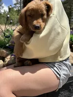 Benny (Red AKC) Black Hawk, a male Golden Retriever for sale in Black Hawk, CO – 8 of 8