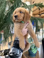 (Green Collar) Black Hawk, a male Golden Retriever for sale in Black Hawk, CO – 5 of 5