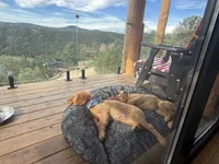 (Tilly) Golden CO, a female Golden Retriever for sale in Black Hawk, CO – 2 of 8
