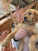 (Purple Collar) Black Hawk, a female Golden Retriever for sale in Black Hawk, CO – 7 of 7