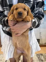 Layla (White Collar) Black Hawk, a female Golden Retriever for sale in Black Hawk, CO – 4 of 6