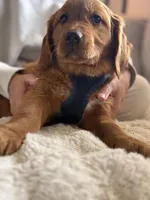 Red Goldens (Arvada), a male Golden Retriever for sale in Black Hawk, CO – Photo 3 of 9