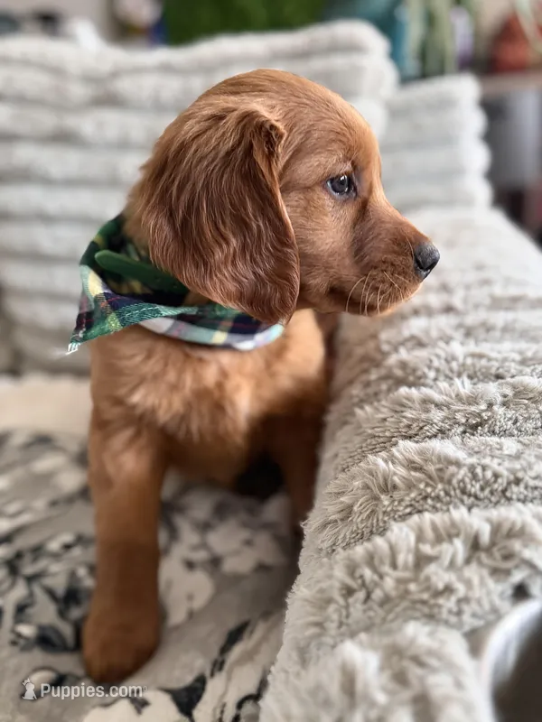 Red Goldens (Arvada)