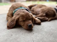 Red Goldens (Arvada), a male Golden Retriever for sale in Black Hawk, CO – Photo 7 of 9