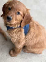 Red Goldens (Arvada), a male Golden Retriever for sale in Black Hawk, CO – Photo 5 of 9
