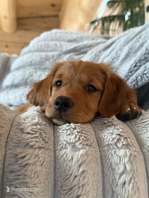 Dark Red Golden’s (Last pup!) – Golden Retriever puppy for sale in Black Hawk, CO
