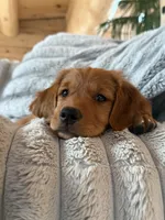 Dark Red Golden’s (Last pup!), a female Golden Retriever for sale in Black Hawk, CO – 1 of 8