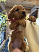 Dark Red Golden’s (Magenta Collar), a female Golden Retriever for sale in Black Hawk, CO – 7 of 8
