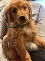 Red Golden’s (Lil Chicken), a male Golden Retriever for sale in Black Hawk, CO – Photo 1 of 6