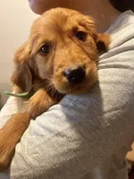 Red Golden’s (Lil Chicken), a male Golden Retriever for sale in Black Hawk, CO – Photo 3 of 6