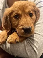 Red Golden’s (Lil Chicken), a male Golden Retriever for sale in Black Hawk, CO – Photo 4 of 6