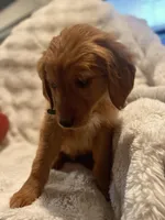 Red Golden’s (Lil Chicken), a male Golden Retriever for sale in Black Hawk, CO – Photo 2 of 6