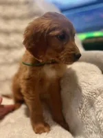 Red Golden’s (Lil Chicken), a male Golden Retriever for sale in Black Hawk, CO – Photo 6 of 6