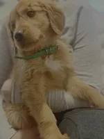 Red Golden’s (Lil Chicken), a male Golden Retriever for sale in Black Hawk, CO – Photo 5 of 6