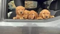 Dark Red Golden’s (Blue Collar Female), a female Golden Retriever for sale in Black Hawk, CO – 3 of 6