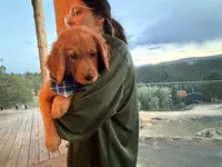 (Tilly) Golden CO, a female Golden Retriever for sale in Black Hawk, CO – 4 of 8