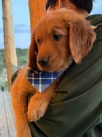 (Tilly) Golden CO, a female Golden Retriever for sale in Black Hawk, CO – 3 of 8