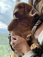 (Orange Collar) Black Hawk, a male Golden Retriever for sale in Black Hawk, CO – 2 of 6