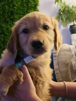 Arvada - Karly, a female Golden Retriever for sale in Black Hawk, CO – Photo 3 of 4