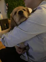 Arvada - Karly, a female Golden Retriever for sale in Black Hawk, CO – Photo 4 of 4