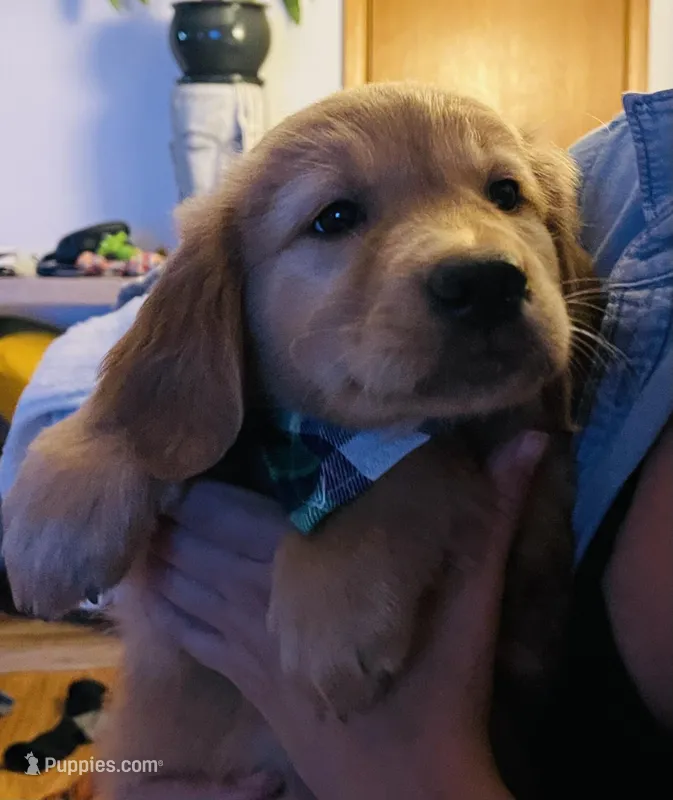 Arvada - Karly, a female Golden Retriever for sale in Black Hawk, CO – Photo 1 of 4