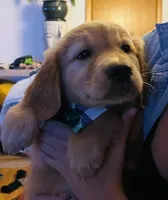 Arvada - Karly, a female Golden Retriever for sale in Black Hawk, CO – Photo 1 of 4