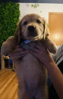 Arvada - Karly, a female Golden Retriever for sale in Black Hawk, CO – Photo 2 of 4