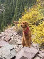 Dark Red Golden’s (Magenta Collar), a female Golden Retriever for sale in Black Hawk, CO – 2 of 8