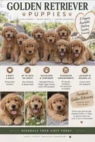 Shyla (Golden CO), a female Golden Retriever for sale in Black Hawk, CO – 3 of 4