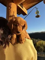 Dark Red Golden’s (Orange Collar), a female Golden Retriever for sale in Black Hawk, CO – 5 of 9