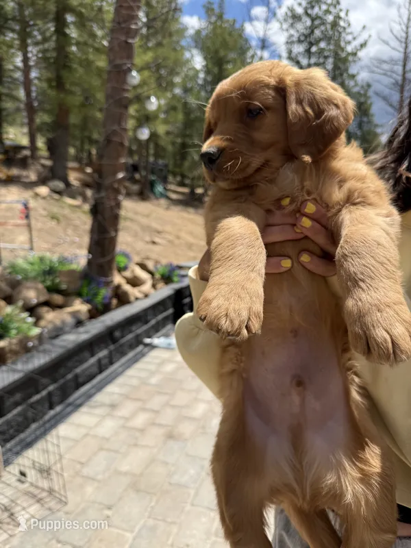 Benny (Red AKC) Black Hawk – Golden Retriever puppy for sale in Black Hawk, CO