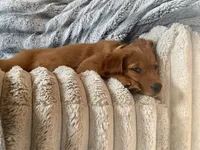 Dark Red Golden’s (Last pup!), a female Golden Retriever for sale in Black Hawk, CO – 7 of 8