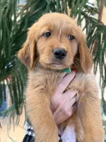 (Green Collar) Black Hawk, a male Golden Retriever for sale in Black Hawk, CO – 2 of 5