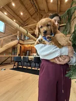 (Teal Collar) Black Hawk, a male Golden Retriever for sale in Black Hawk, CO – 2 of 8