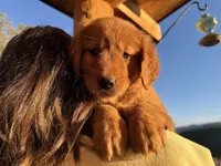Dark Red Golden’s (Orange Collar), a female Golden Retriever for sale in Black Hawk, CO – 2 of 9
