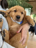 (Teal Collar) Black Hawk, a male Golden Retriever for sale in Black Hawk, CO – 1 of 8