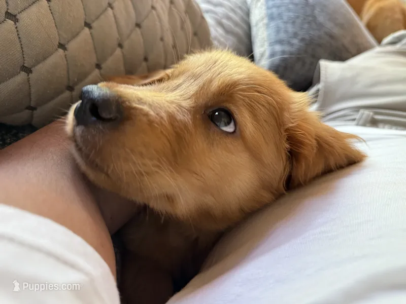 Light Blue Collar (Golden, CO) – Golden Retriever puppy on hold in Black Hawk, CO
