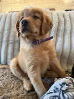 White Collar (Black Hawk) Red Goldens , a female Golden Retriever for sale in Black Hawk, CO – 7 of 8