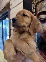Dark Red Golden’s (Brown Male), a male Golden Retriever for sale in Black Hawk, CO – 6 of 6