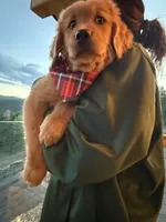 (Pink Collar) Golden CO, a female Golden Retriever for sale in Black Hawk, CO – 3 of 7