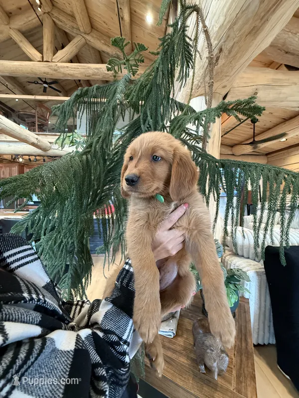 (Green Collar) Black Hawk – Golden Retriever puppy for sale in Black Hawk, CO