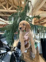(Green Collar) Black Hawk, a male Golden Retriever for sale in Black Hawk, CO – 1 of 5
